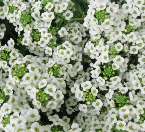 ALYSSUM SNOW CARPET